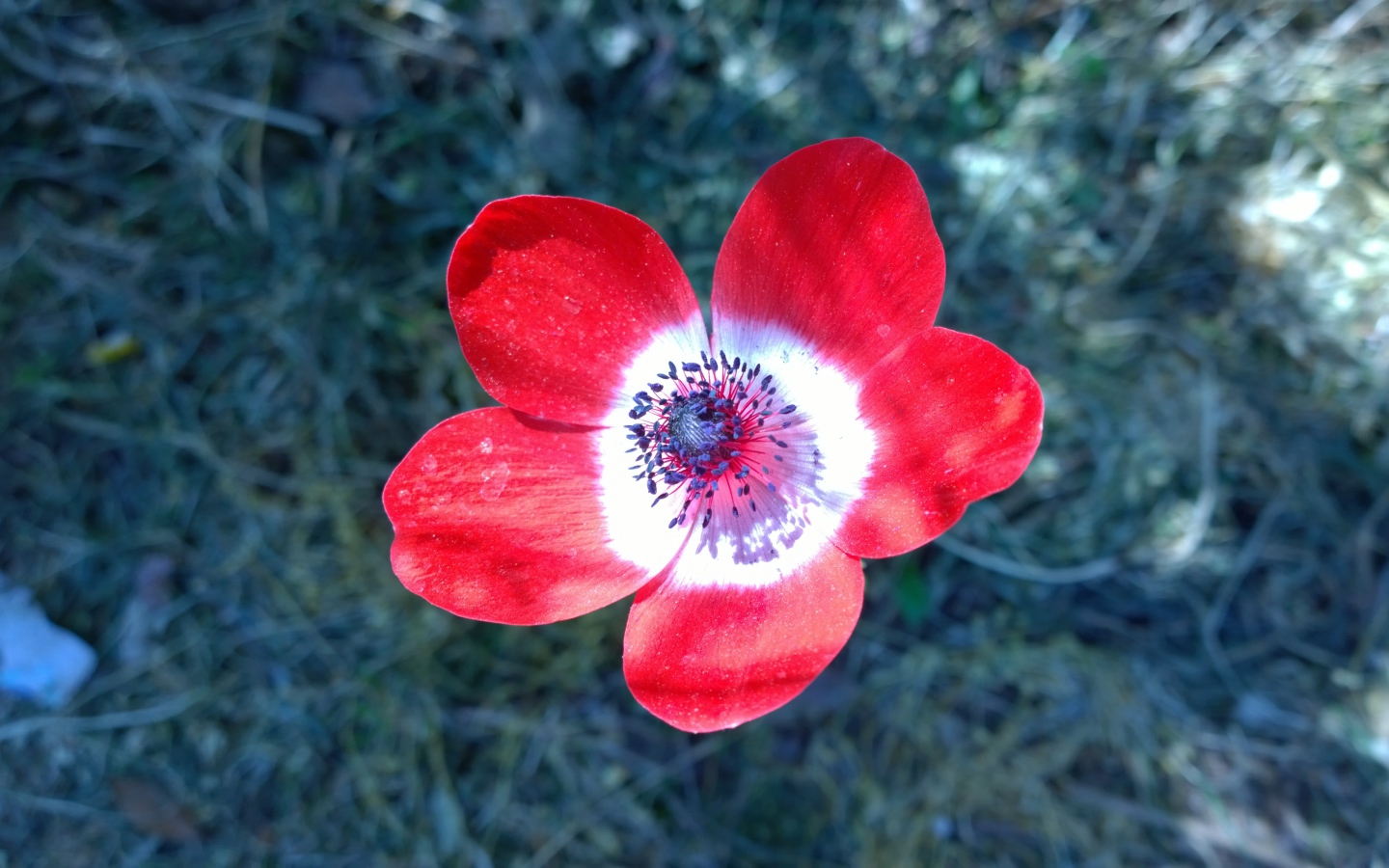 Red anemone flower close-up