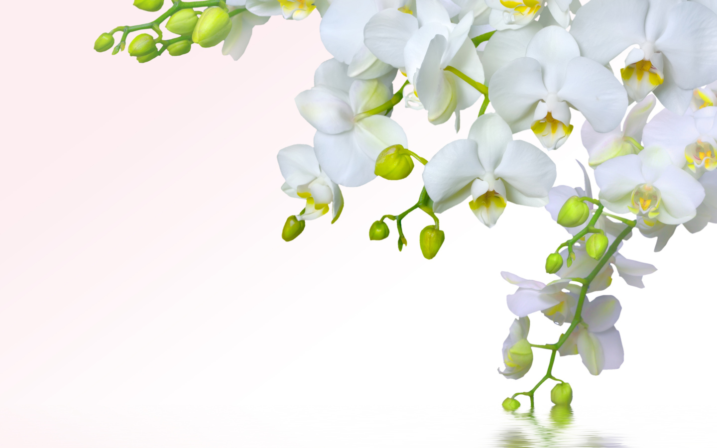 Ветка белой орхидеи на белом фоне, шаблон для открытки