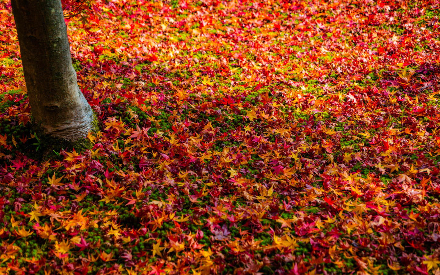 Разноцветная опавшая листва в осеннем лесу