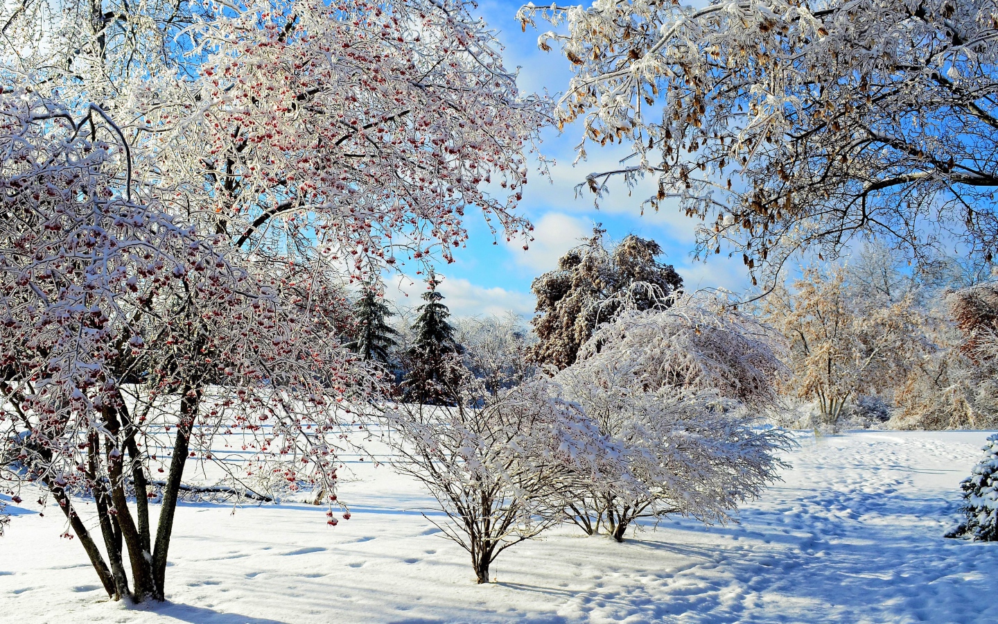 Покрытые белым инеем красивые деревья в лесу зимой