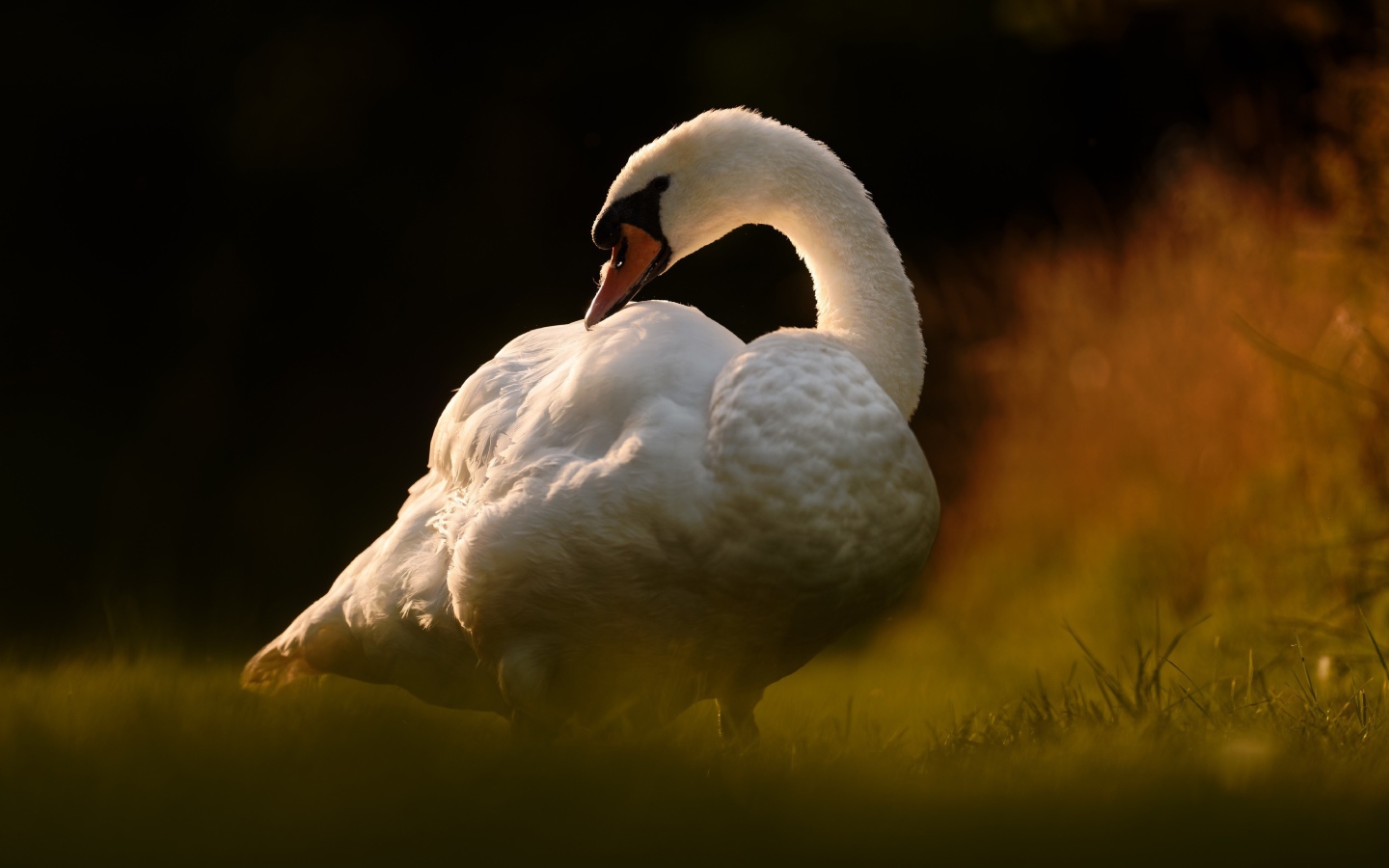 Большой белый лебедь стоит на зеленой траве