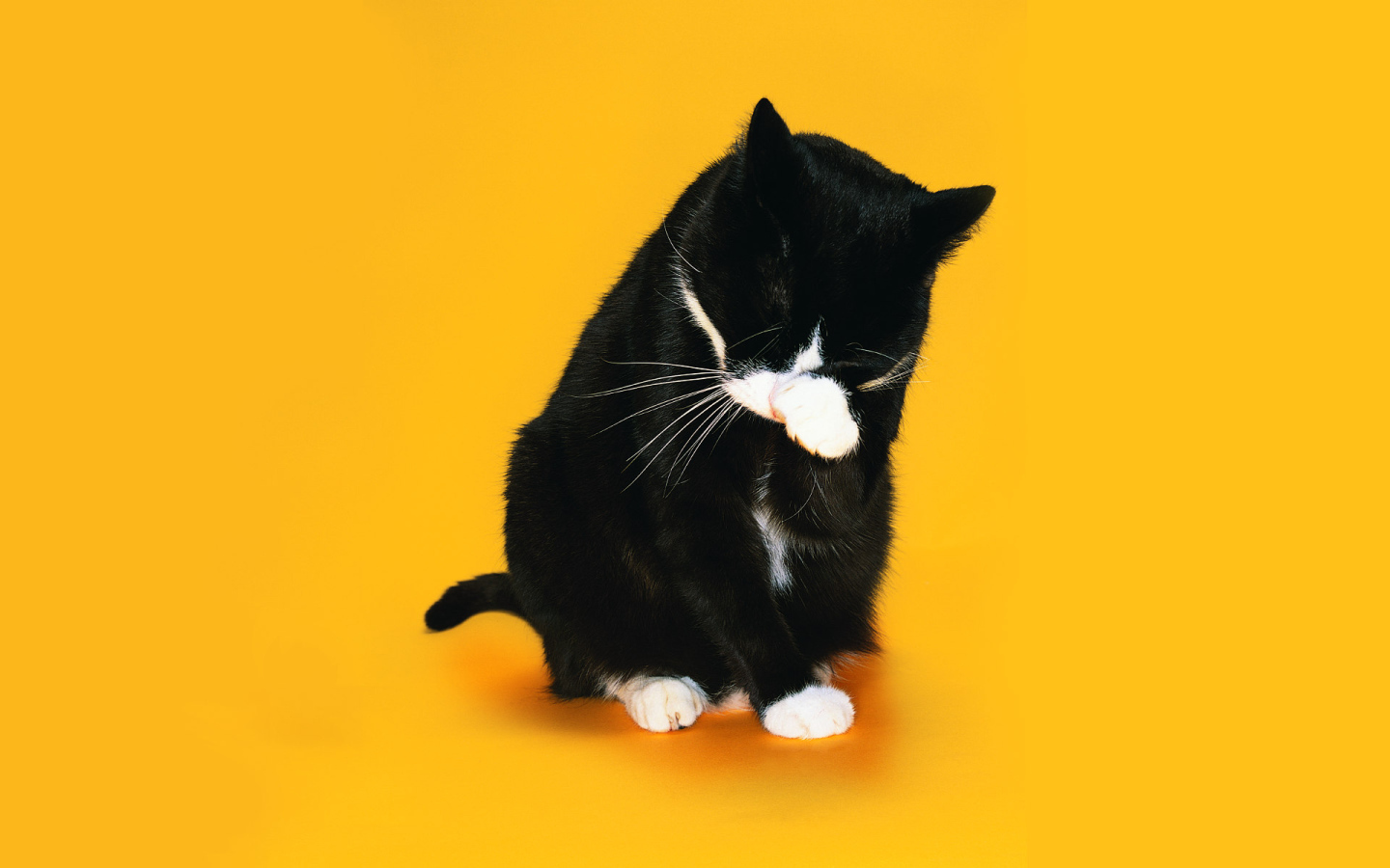 Черно белый кот умывается на желтом фоне