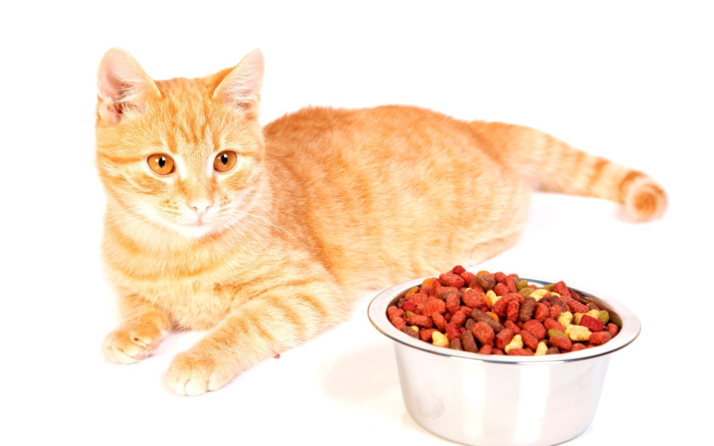 Рыжий котенок с миской корма на белом фоне