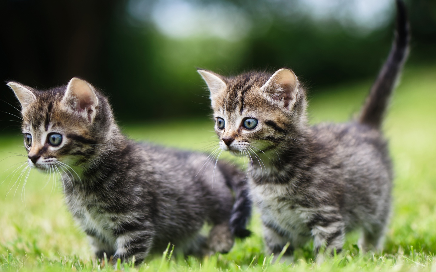 Два маленьких серых котенка в зеленой траве
