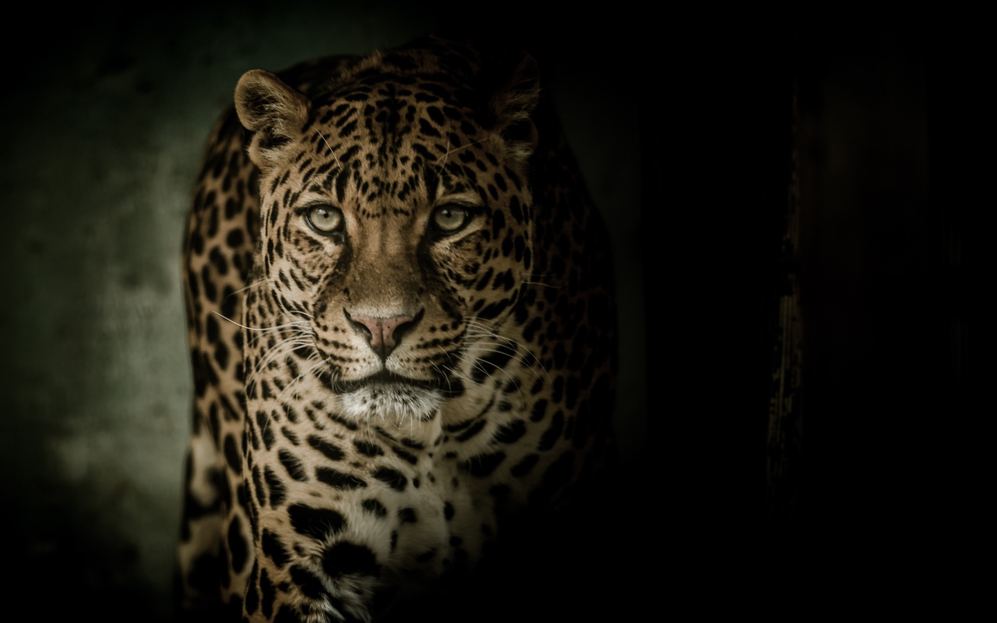 Взгляд пятнистого леопарда