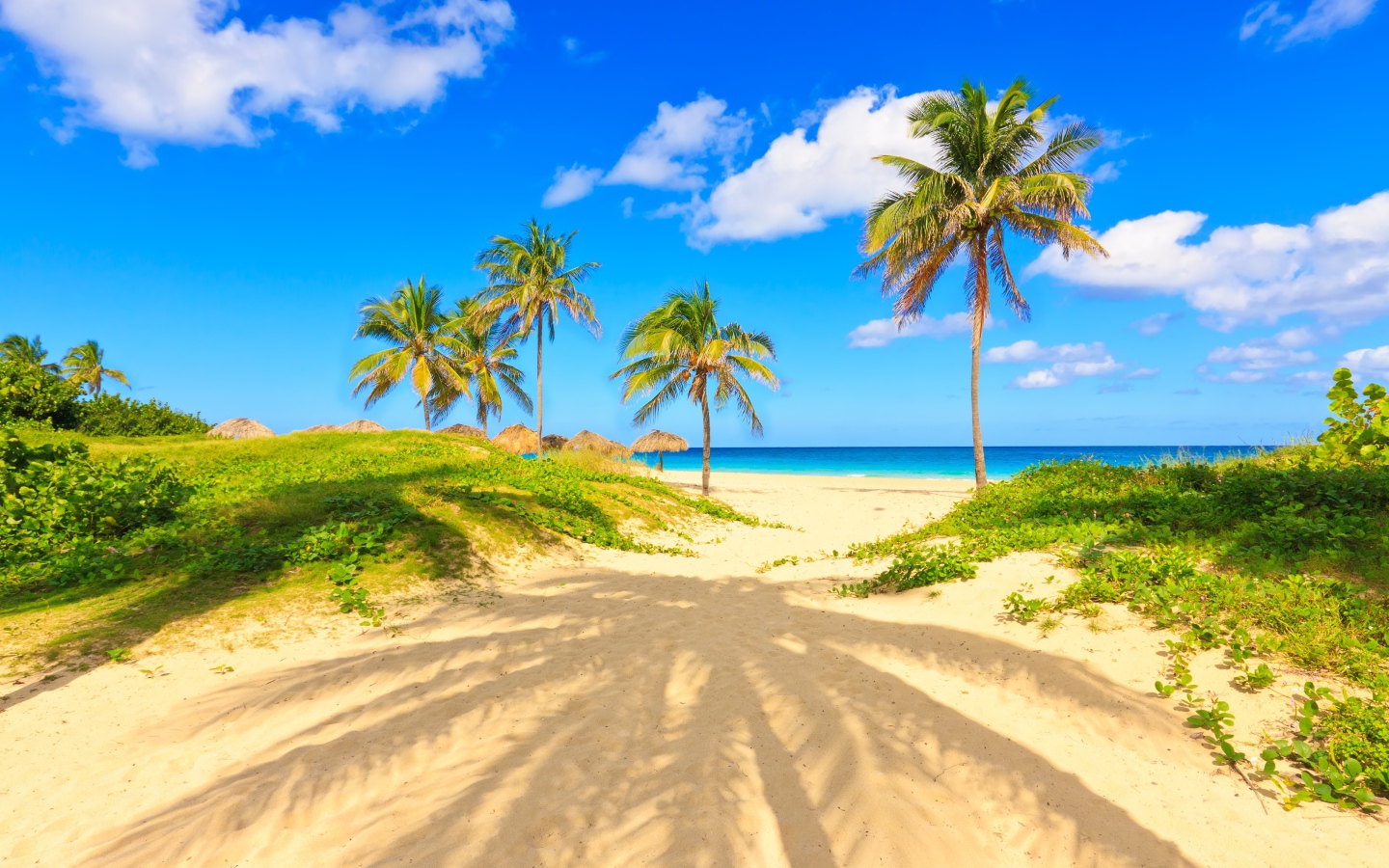 Пальма отбрасывает тень на песке на тропическом пляже