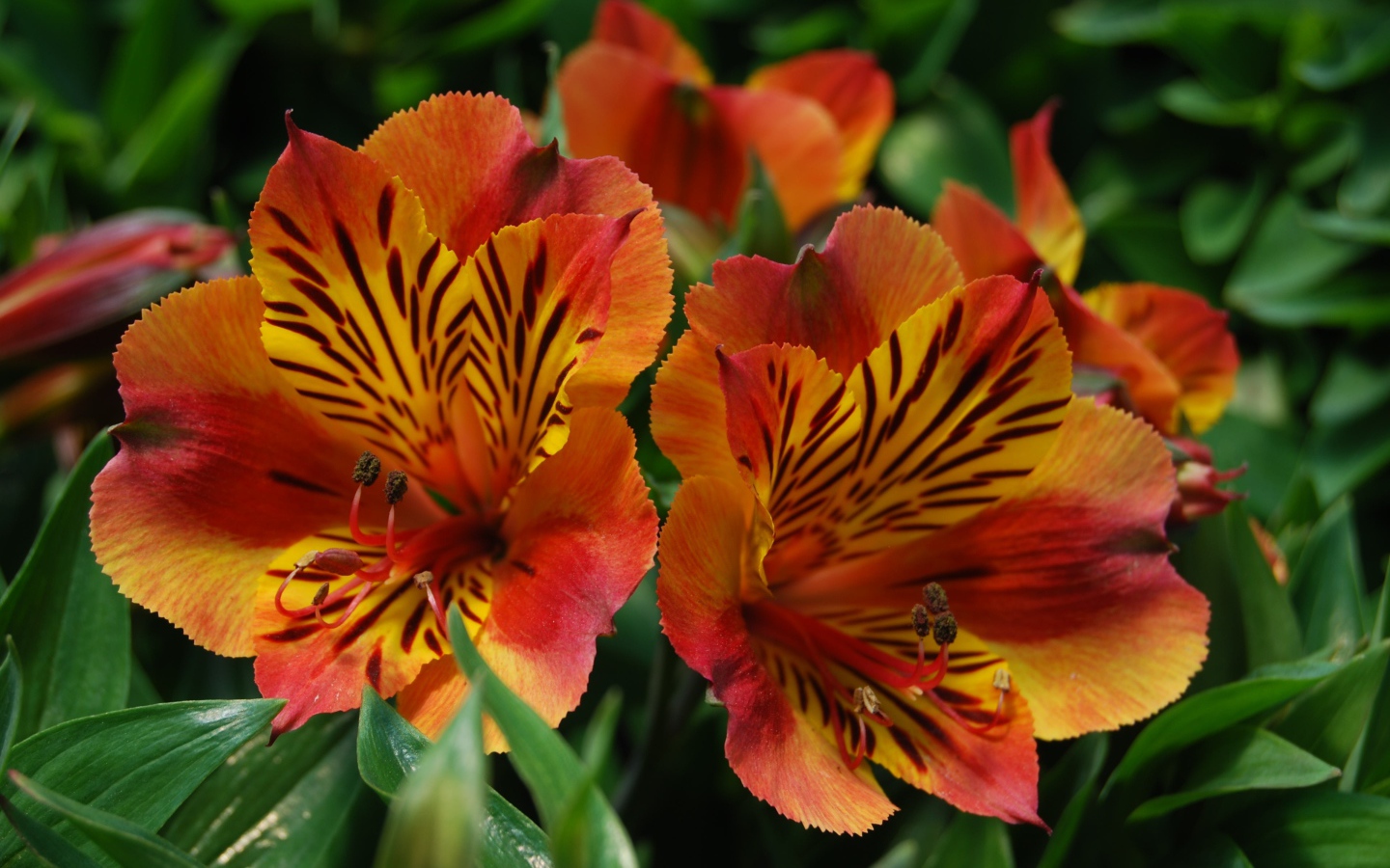 Beautiful flowers alstroemeria tiger color