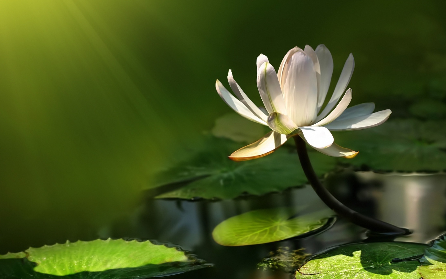 Белый цветок лотоса в воде в лучах солнца