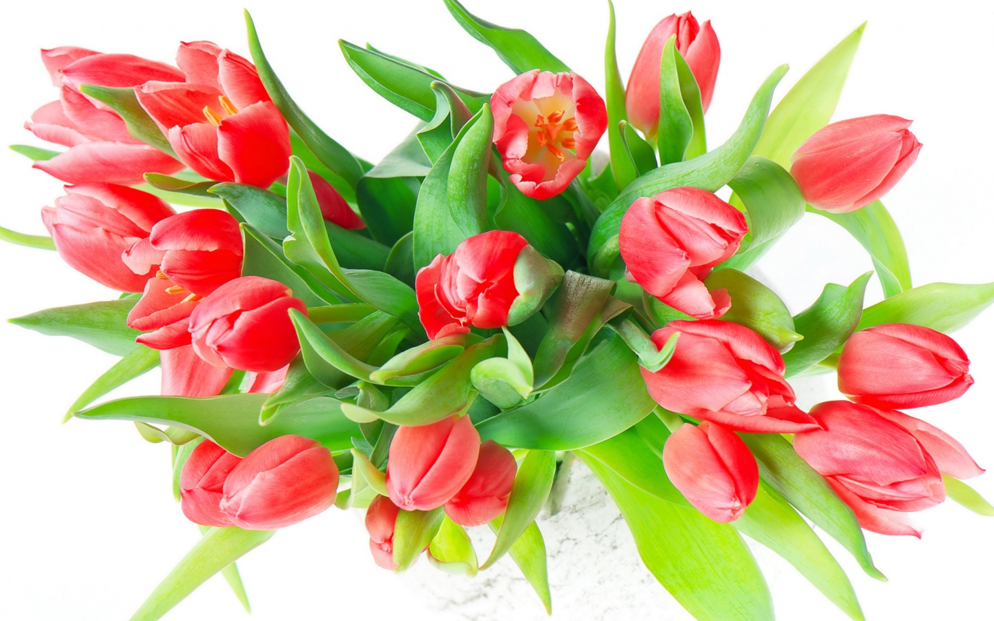 Букет красных тюльпанов с зелеными листьями на белом фоне