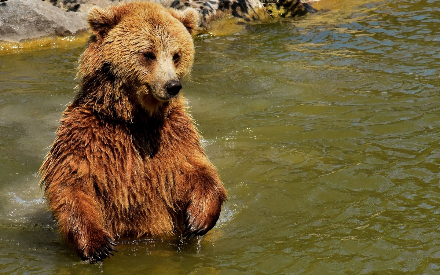 Большой бурый медведь в воде