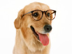 http://www.zastavki.com/pictures/150x120/2008/Animals_Dogs_Wearing_glasses_Dog_005508_.jpg