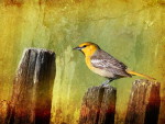 Животные - Птицы - Птичка на заборе