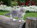 Животные - Кошки - Котенок на бревне