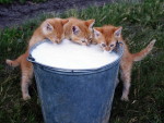 Животные - Кошки - Котята и молоко