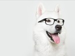 Животные - Собаки - Собака в очках