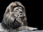 Животные - Львы, тигры, дикие кошки - Лев - царь зверей