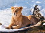 Животные - Львы, тигры, дикие кошки - Львица на снегу