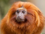Животные - Обезьяны - Рыжая обезьяна