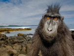 Животные - Обезьяны - Обезьяна на побережье