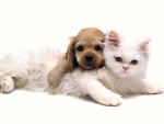 Животные - Разные вместе - Белая кошка и щенок