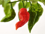 Еда - Разная еда - Красный перчик