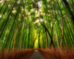 Природа - Лес - Бамбуковая чаща