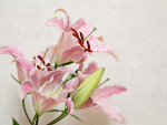 Природа - Цветы - Лилии