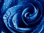 Природа - Цветы - Влажная синяя роза