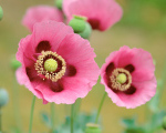 Природа - Цветы - Розовые маки