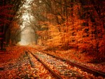 Природа - Времена года - Осень - Листья на железной дороге