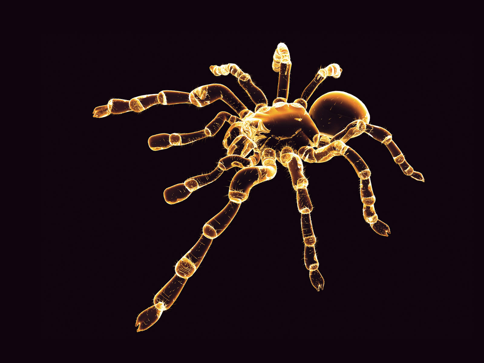 Neon spider wallpapers and images - wallpapers, pictures, photos