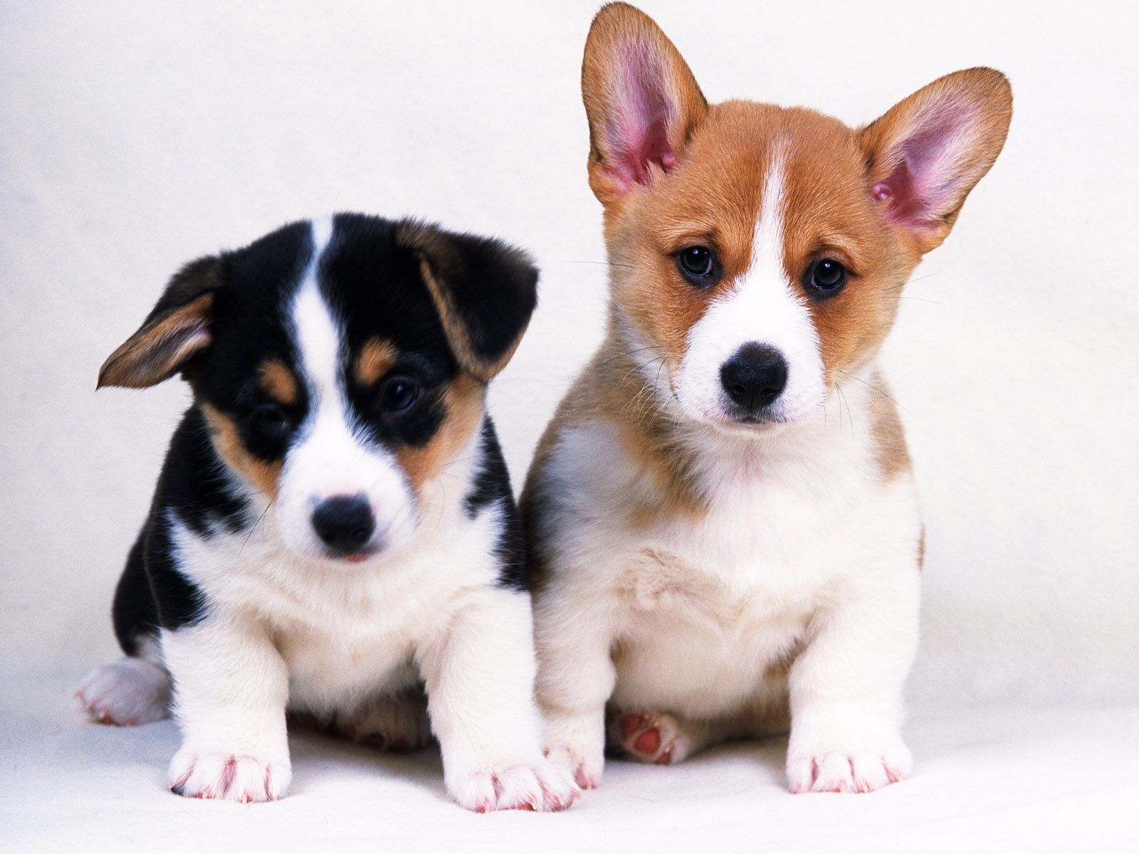 Previous, Animals - Dogs - Two little dogs wallpaper