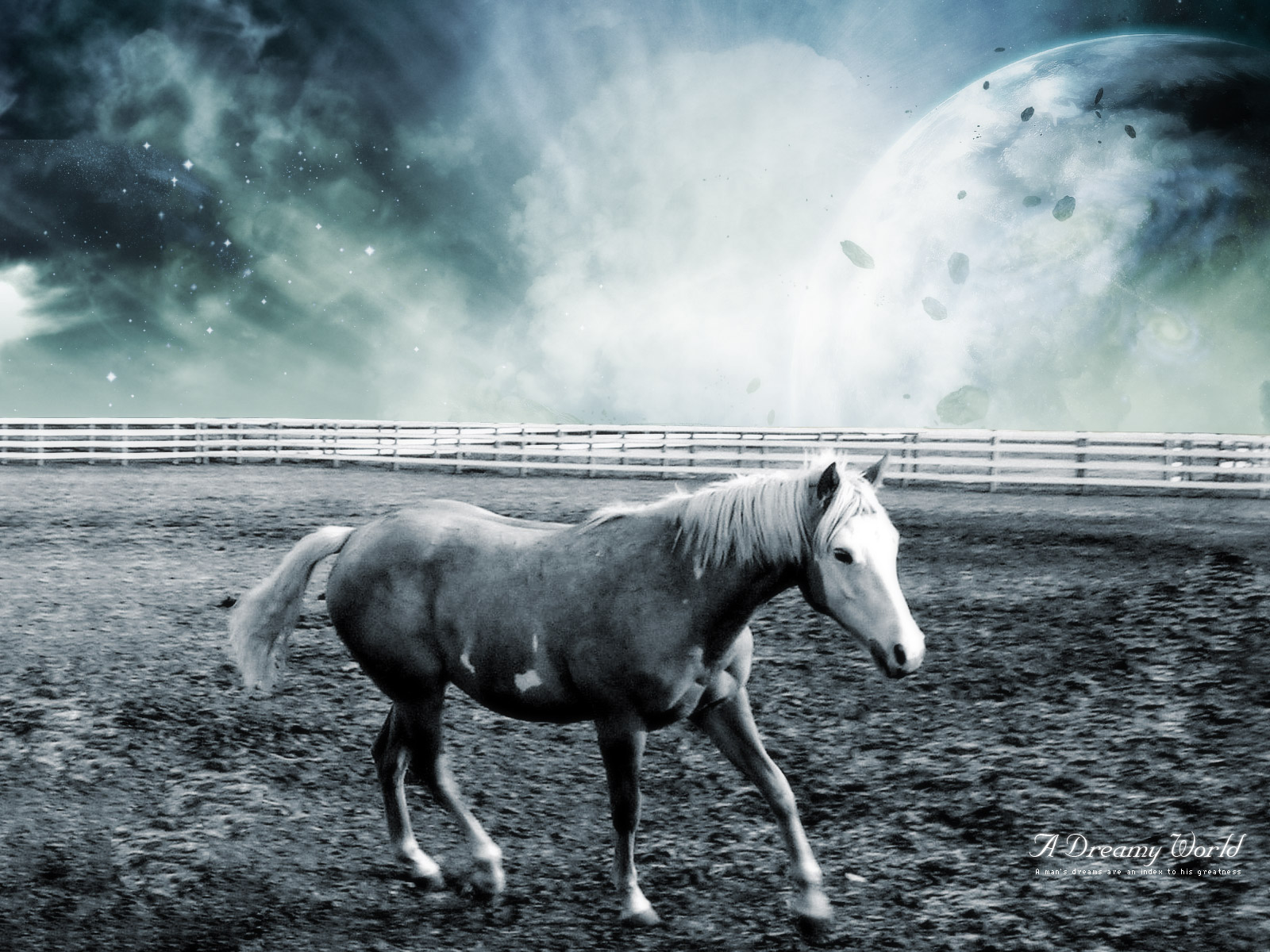 Previous, Animals - Horses - The Horse wallpaper