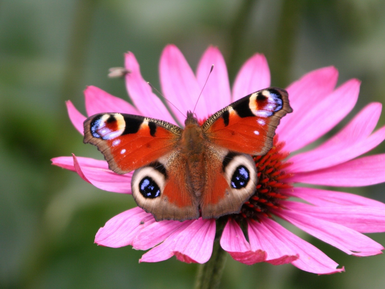 Butterfly Wallpapers Colorful Butterflies Wallpapers Cute Butterflies 