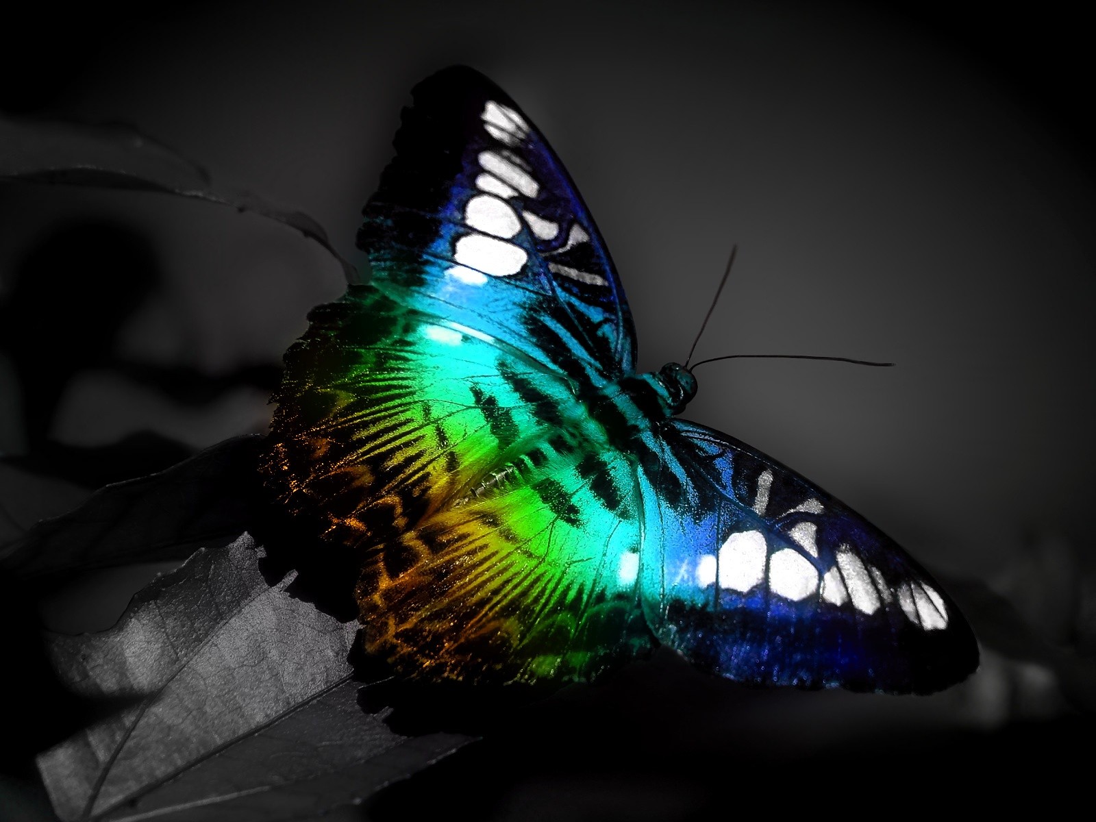Previous, Animals - Insects - colore Butterfly wallpaper