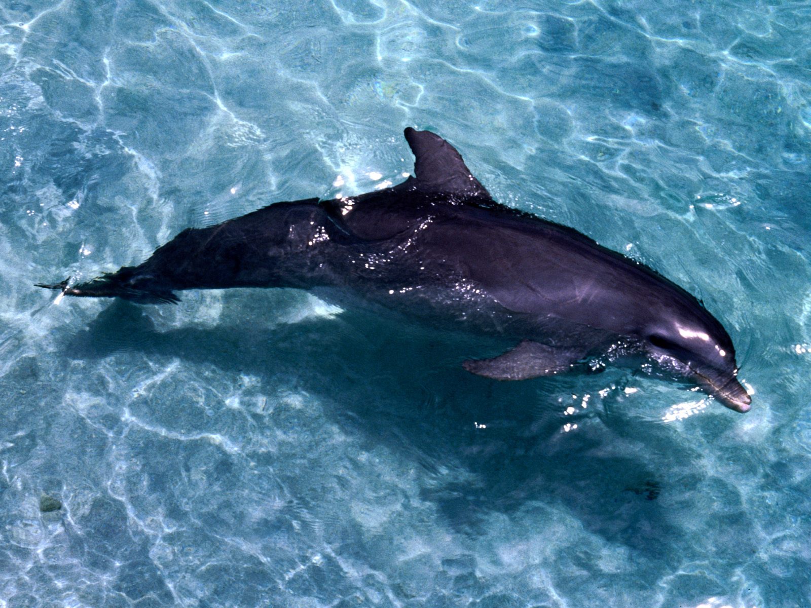 Facts About Dolphins - 3d dolphin wallpaper 4