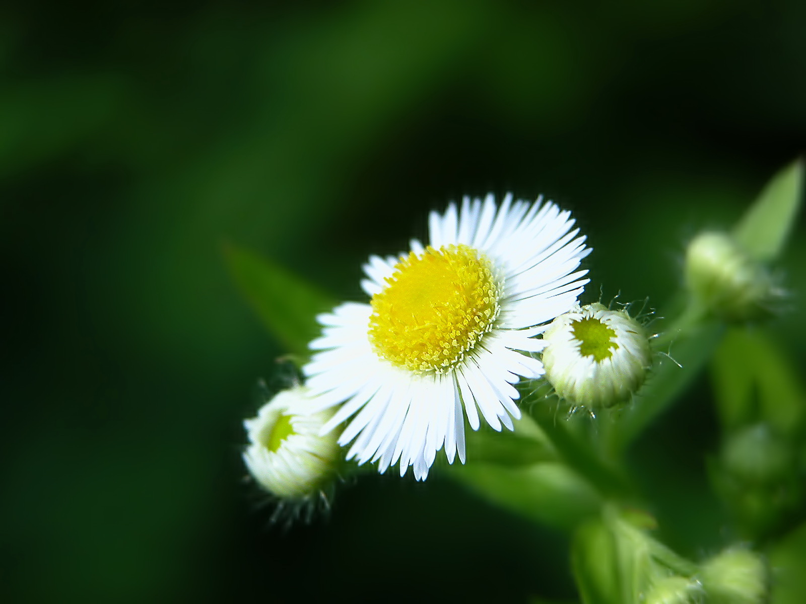 http://www.zastavki.com/pictures/1600x1200/2008/Nature_Flowers_White_flower_up_close__Flowers_008372_.jpg