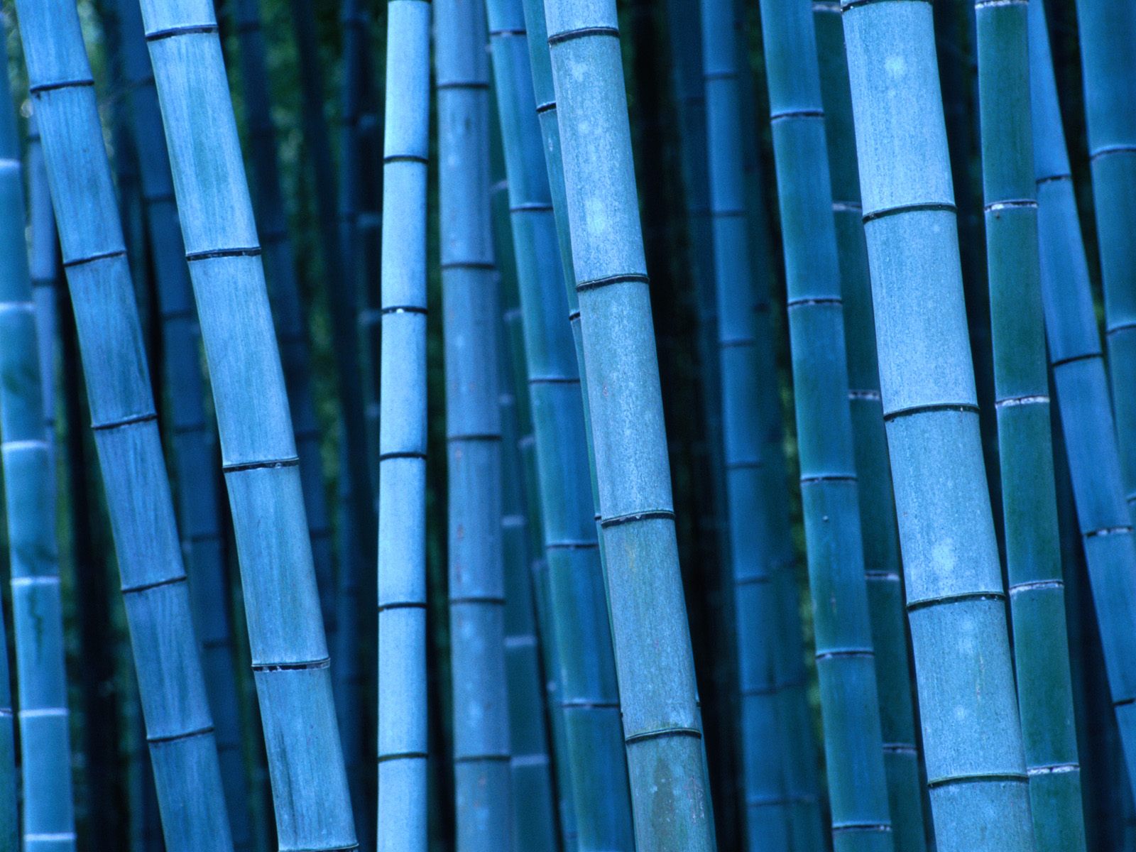 Wallpaper, animated, mobile, designs, bamboo, nature, pictures, plants
