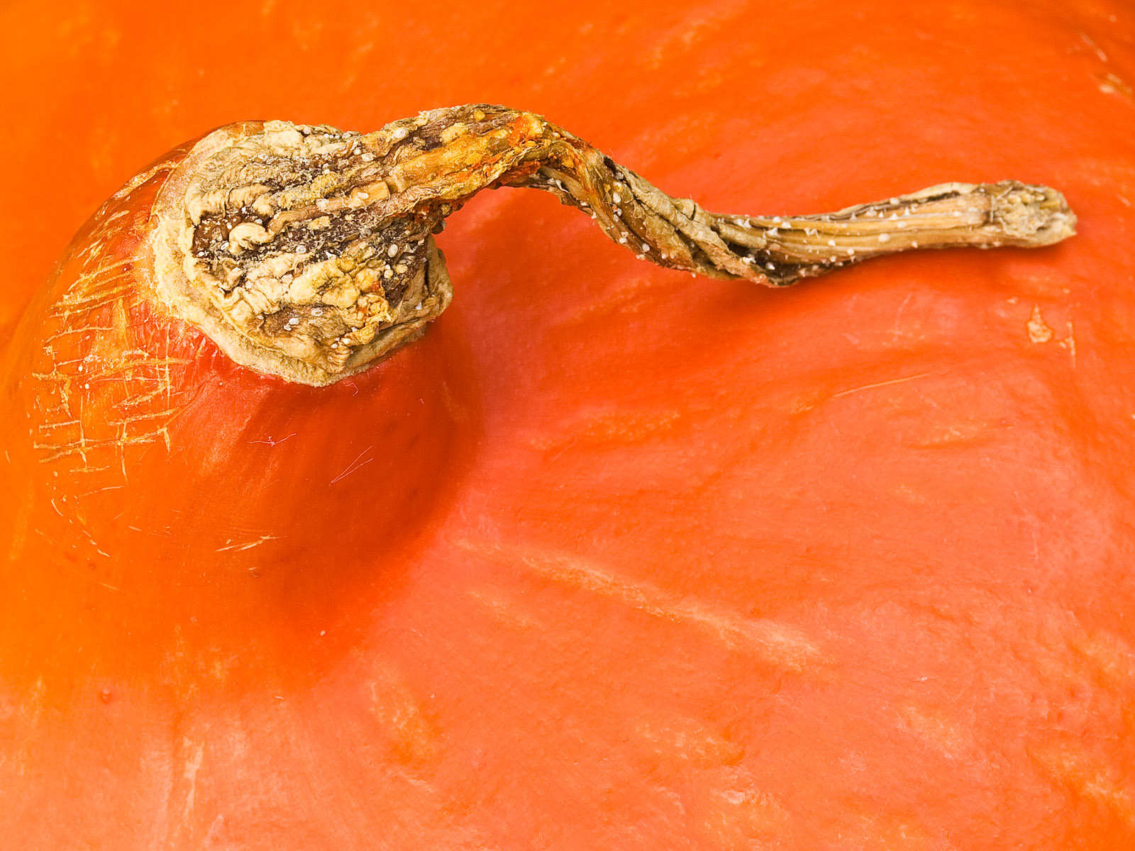Оранжевая часть тыквы