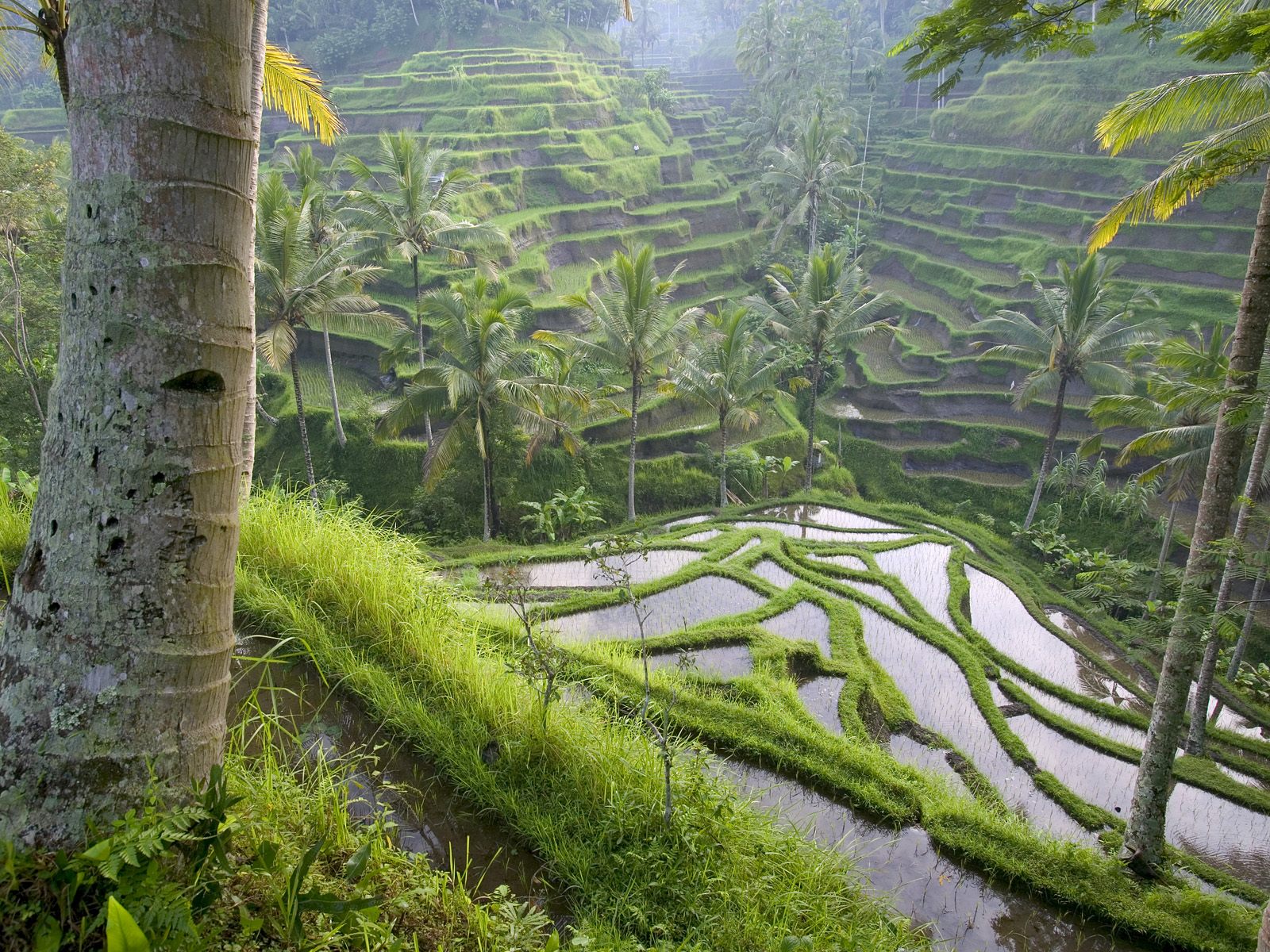 Download this Rice Paddies Ubud Area Bali Indonesia Wallpapers And Images picture