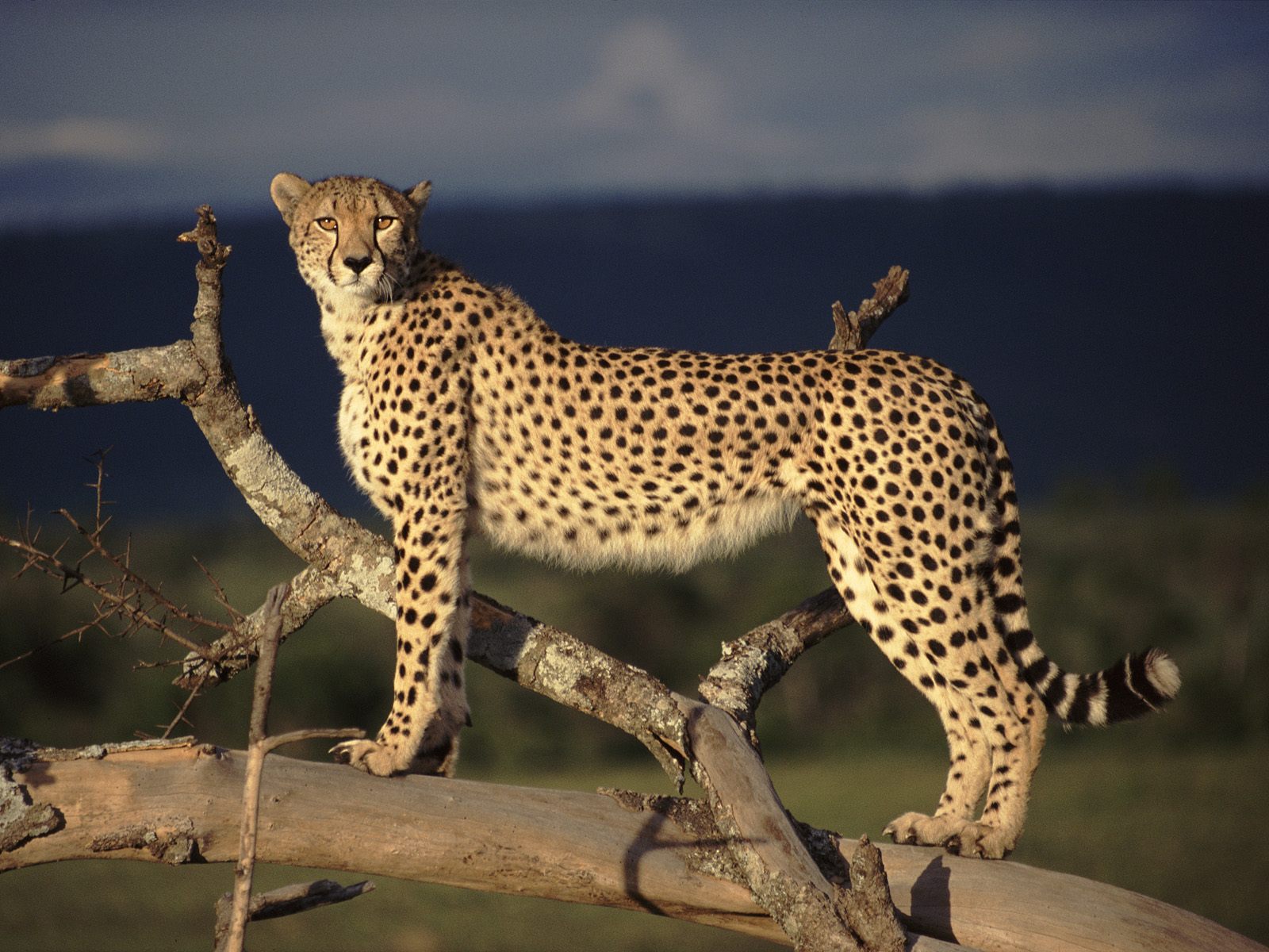 cheetah face - HD Desktop Wallpapers | 4k HD