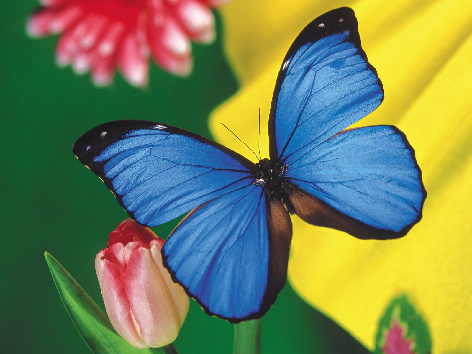 A beautiful blue butterfly wallpapers and images ...