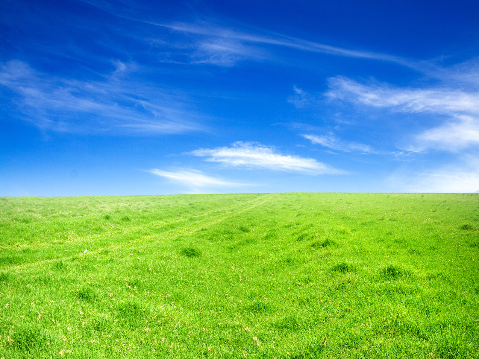 Зеленое поле под голубым небом