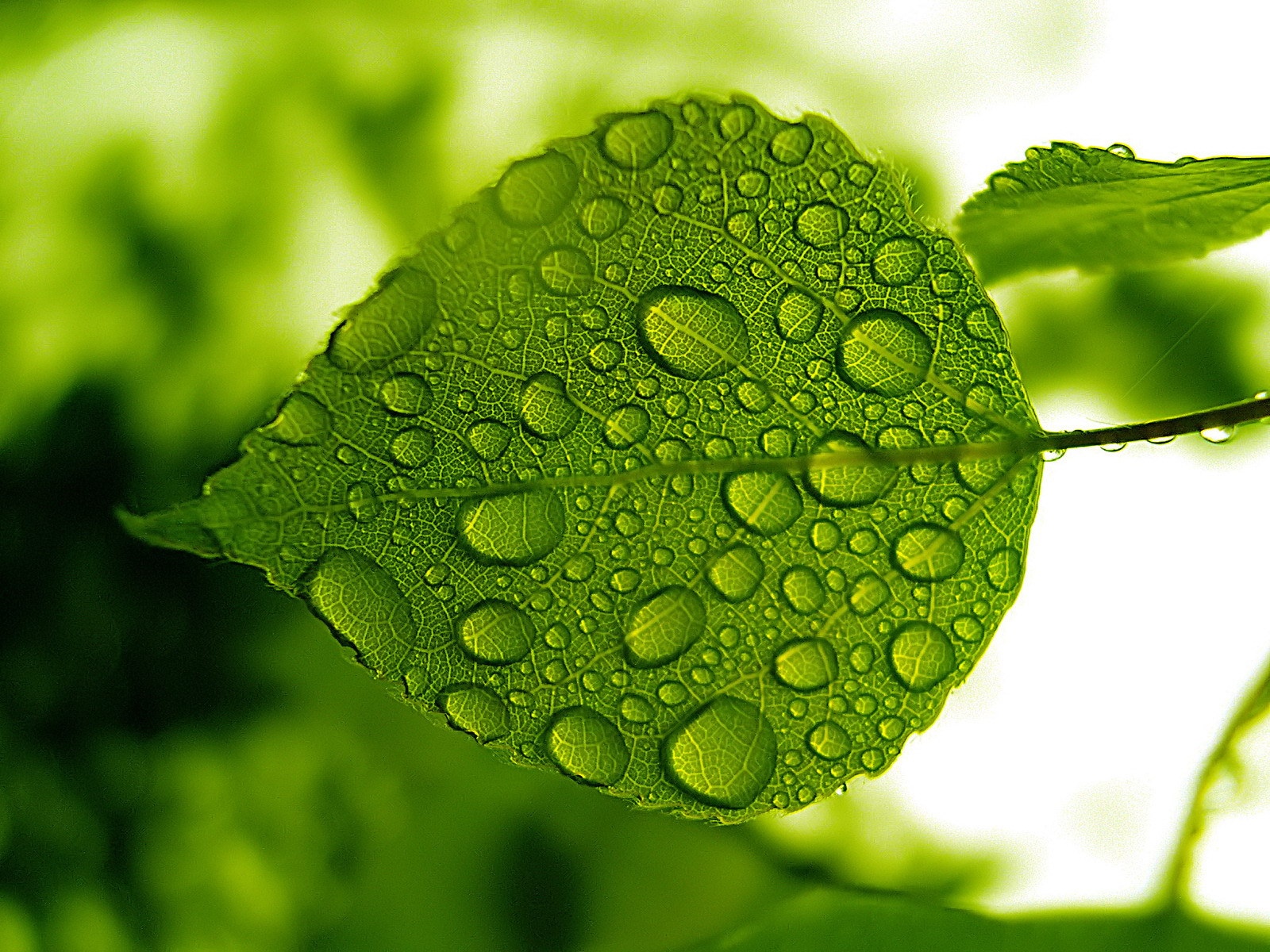 Green leaf wallpapers and images - wallpapers, pictures, photos