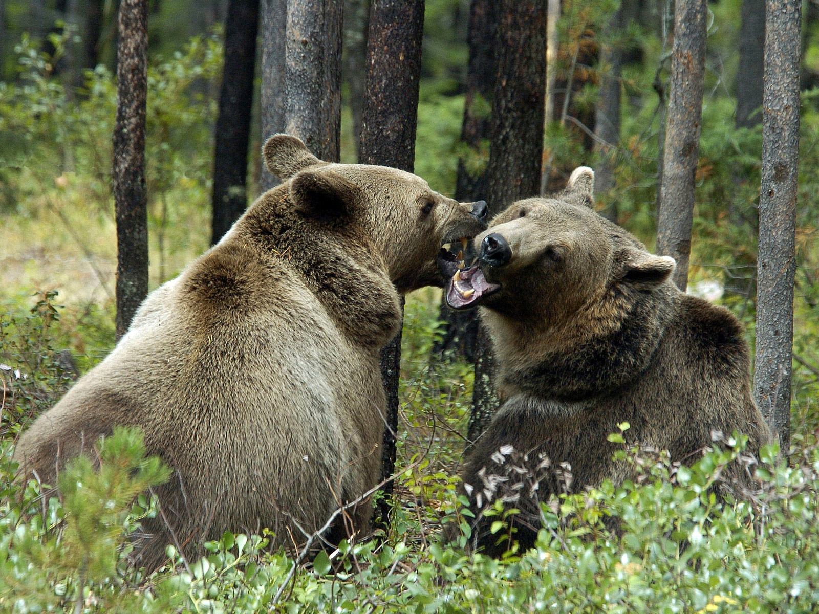 Медведи гризли