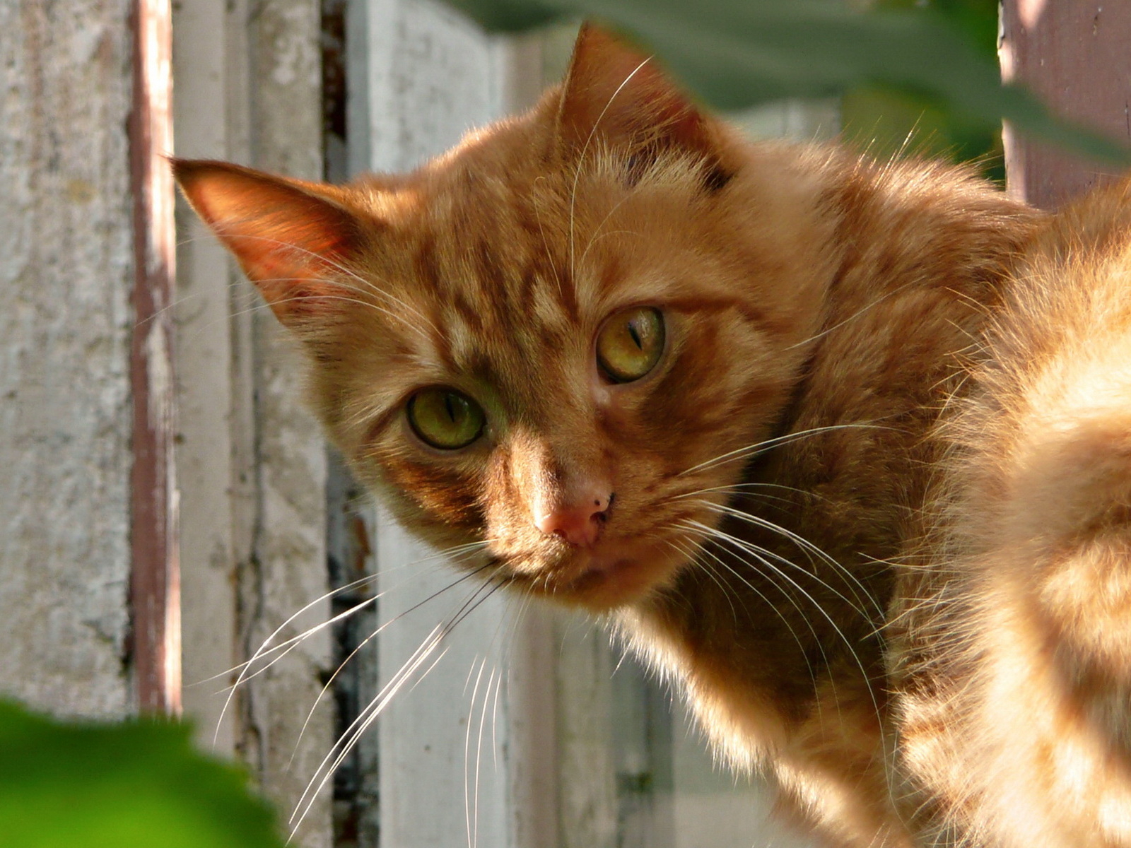 Ginger cat Desktop wallpapers 1600x1200