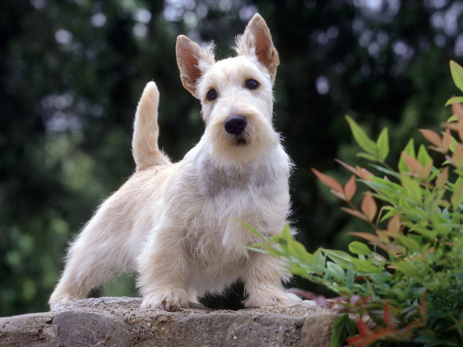 West Highland White Terrier wallpapers and images - wallpapers