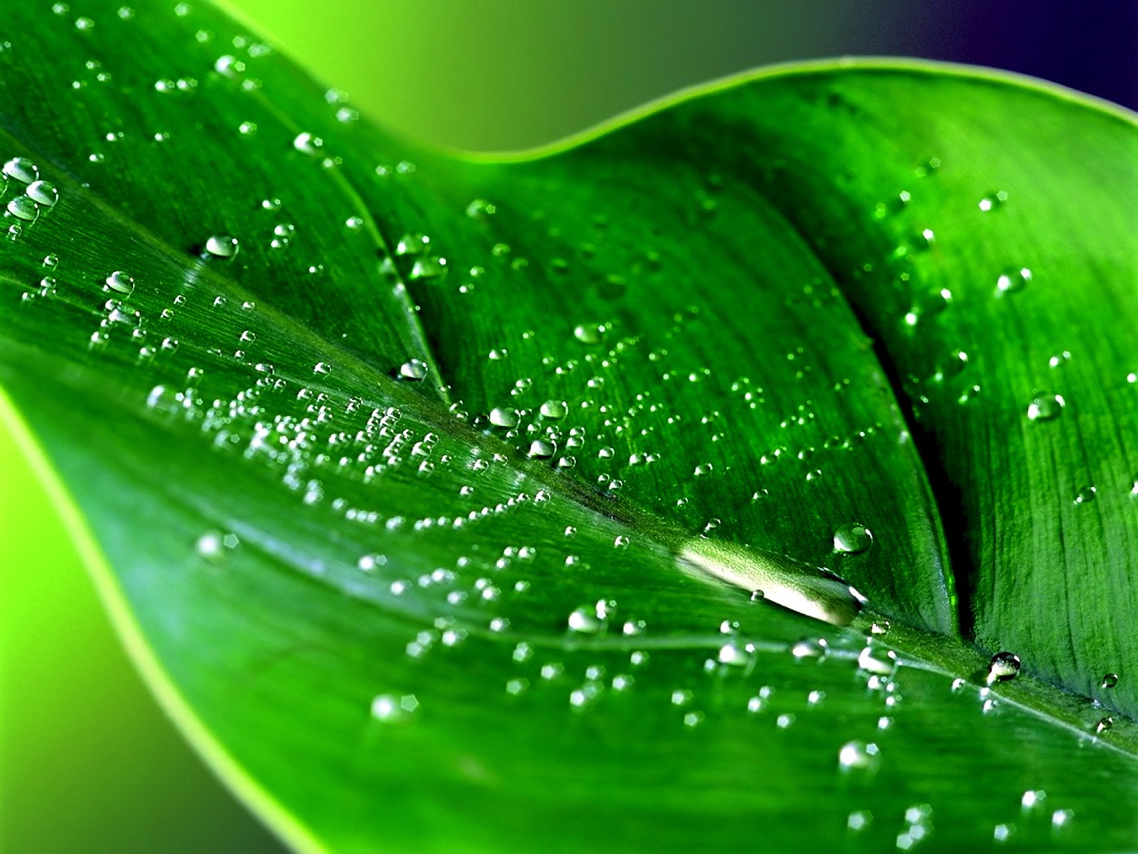 Wet green leaf Desktop wallpapers 1600x1200