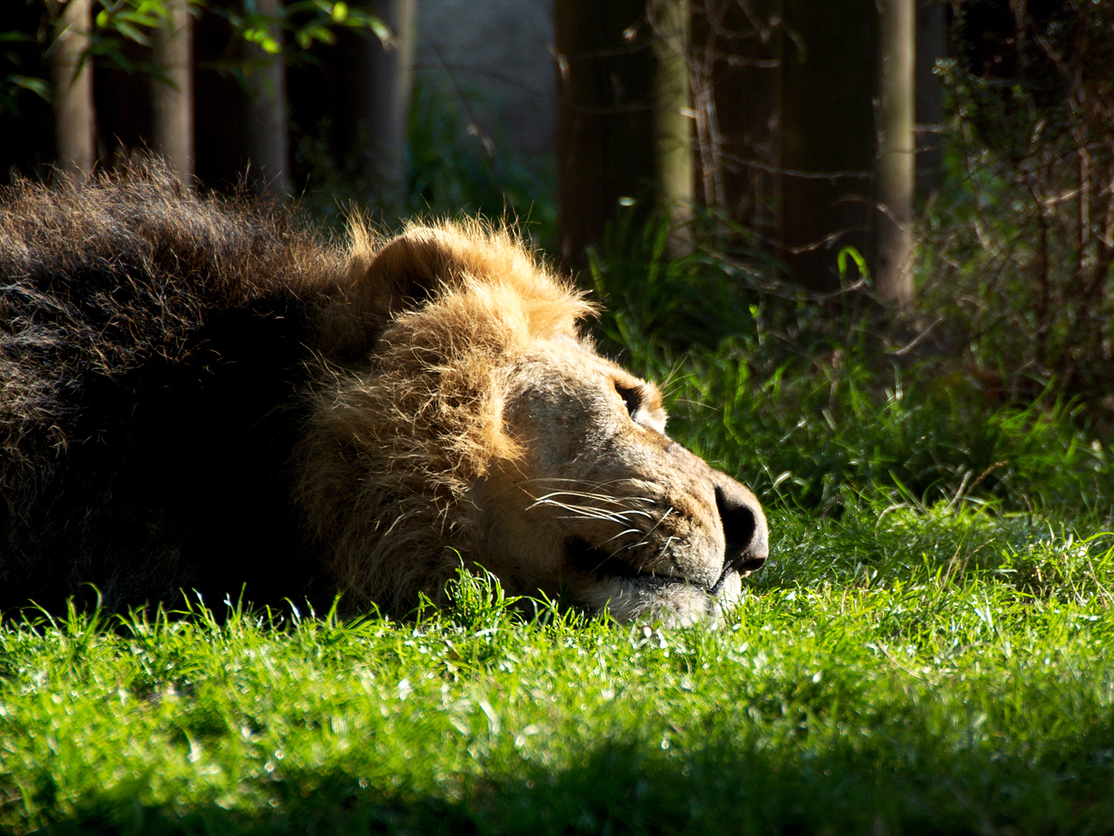 Resting Lion wallpapers and images - wallpapers, pictures, photos