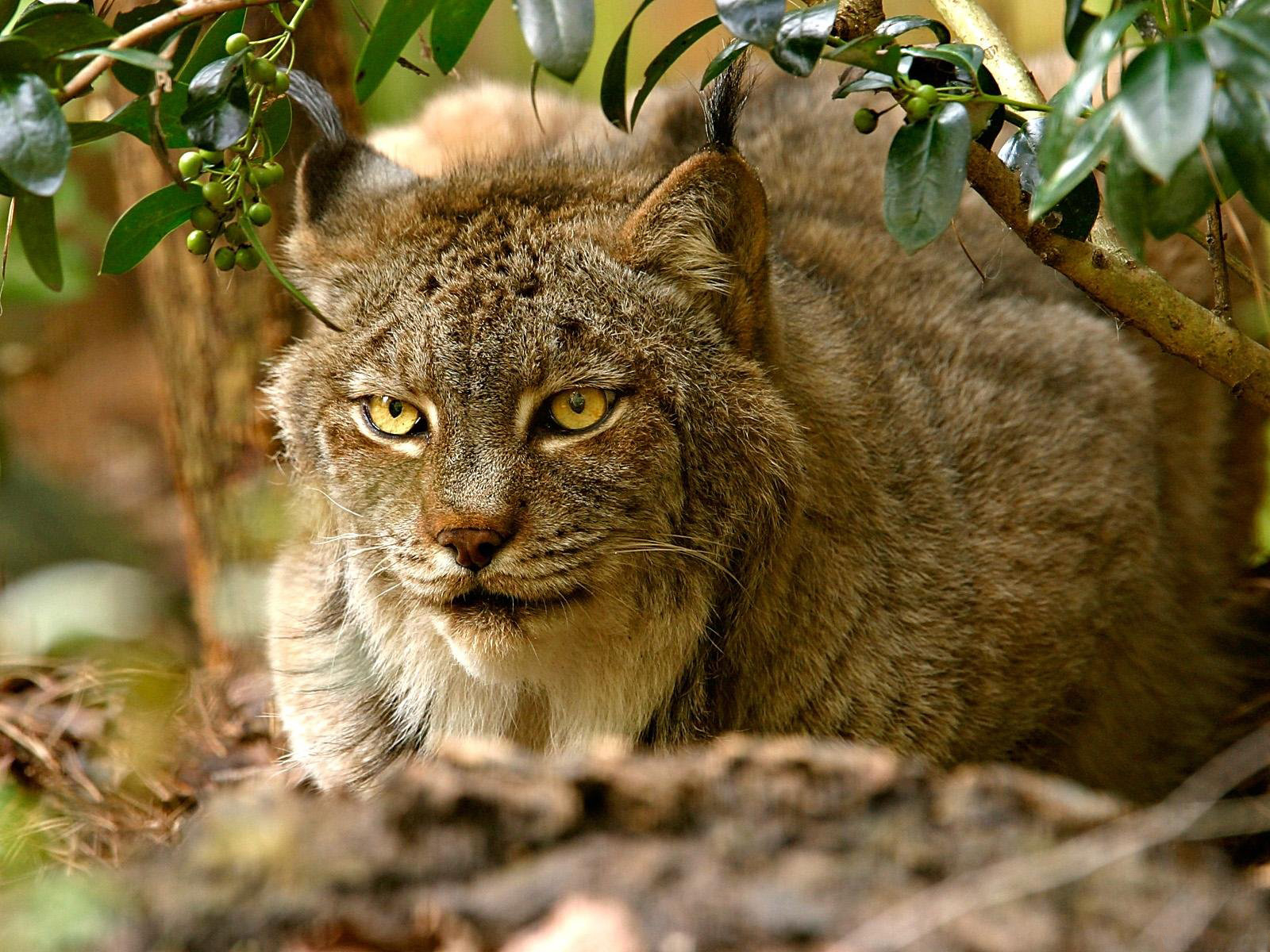 Animals - Beasts - predatory Lynx wallpaper
